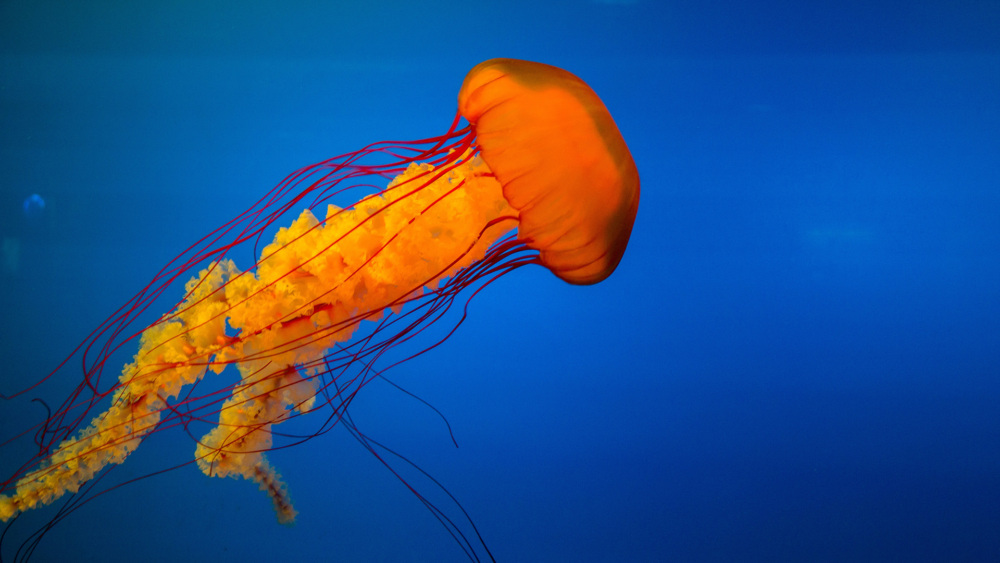 Jellyfish in an aquarium