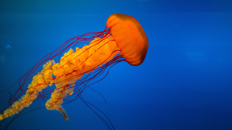 Jellyfish in an aquarium